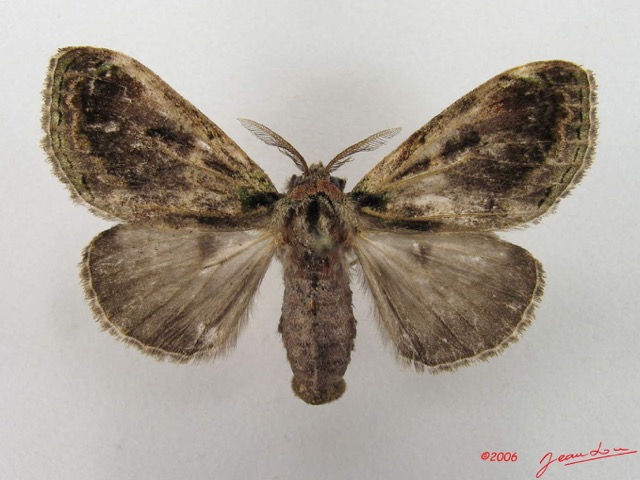017 Heterocera (FD) Lymantriidae f IMG_4898WTMK.jpg