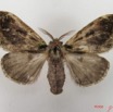 017 Heterocera (FD) Lymantriidae f IMG_4898WTMK.jpg