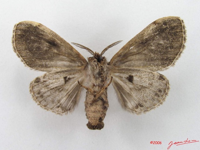 018 Heterocera (FV) Lymantriidae f IMG_4899WTMK.jpg