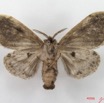 018 Heterocera (FV) Lymantriidae f IMG_4899WTMK.jpg