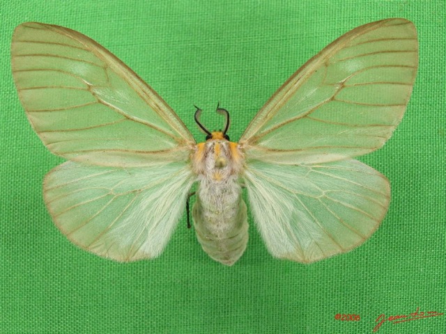 019 Heterocera (FD) Lymantriidae f IMG_4976WTMK.jpg