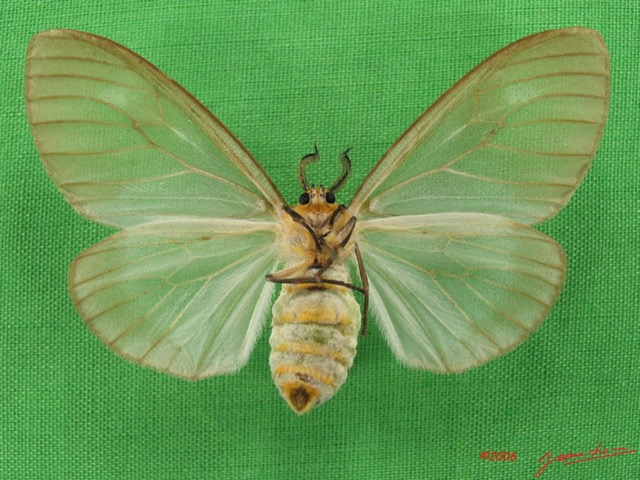 020 Heterocera (FV) Lymantriidae f IMG_4977WTMK.jpg