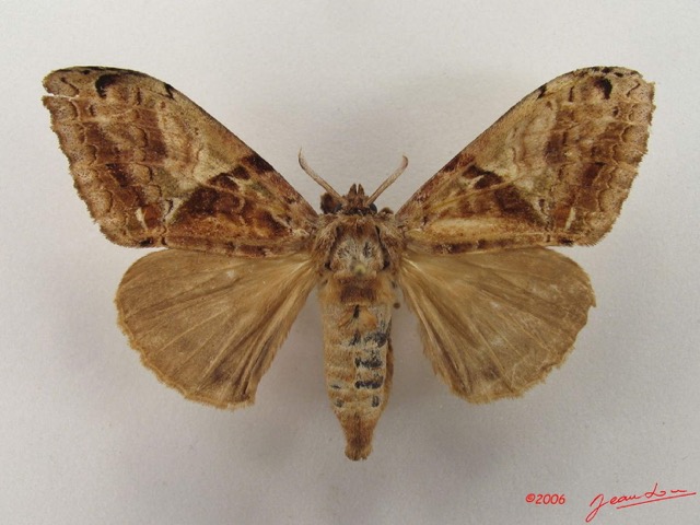 021 Heterocera (FD) Lymantriidae f IMG_5060WTMK.jpg