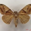 021 Heterocera (FD) Lymantriidae f IMG_5060WTMK.jpg