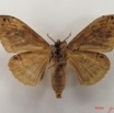 022 Heterocera (FV) Lymantriidae f IMG_5062WTMK.jpg
