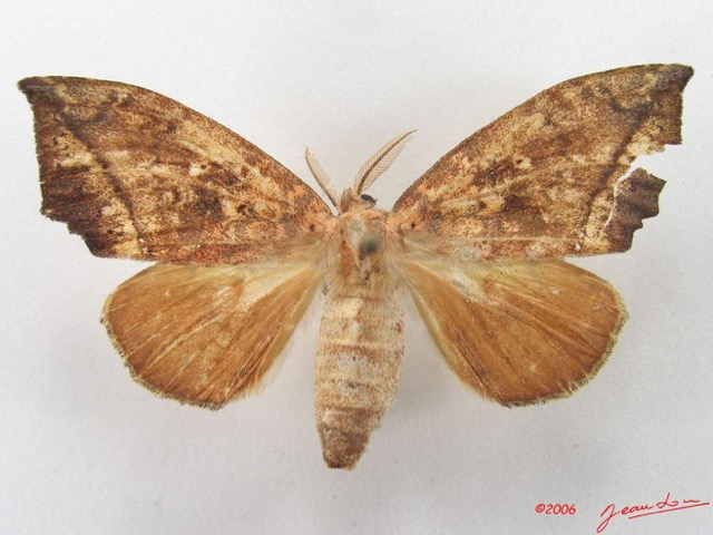 023 Heterocera (FD) Lymantriidae IMG_5076WTMK.jpg