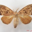 023 Heterocera (FD) Lymantriidae IMG_5076WTMK.jpg