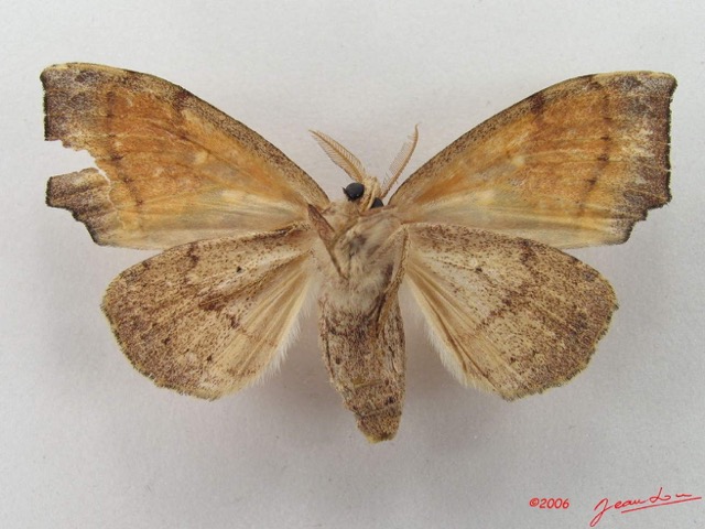 024 Heterocera (FV) Lymantriidae IMG_5077WTMK.jpg