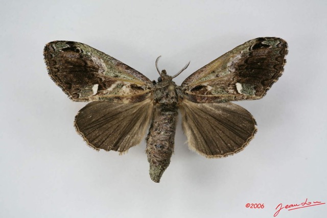 025 Heterocera (FD) Lymantriidae f IMG_1354WTMK.jpg