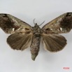 025 Heterocera (FD) Lymantriidae f IMG_1354WTMK.jpg