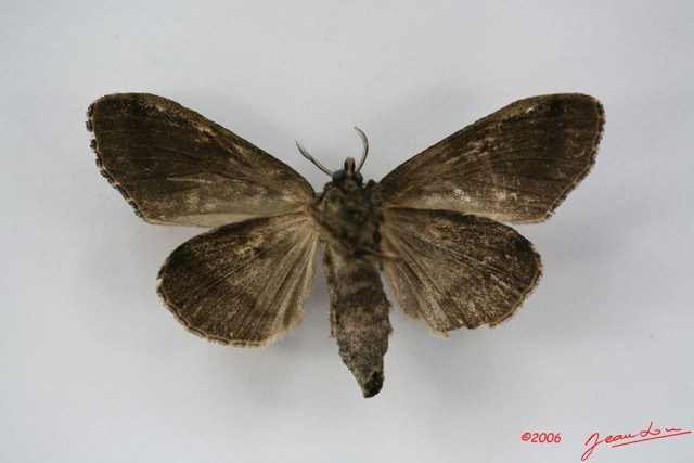 026 Heterocera (FV) Lymantriidae f IMG_1355WTMK.jpg