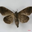 026 Heterocera (FV) Lymantriidae f IMG_1355WTMK.jpg