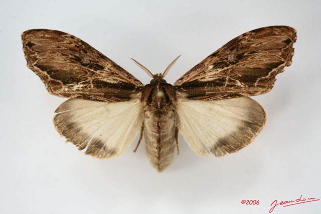 029 Heterocera (FD) Lymantriidae f IMG_1674WTMK.jpg
