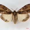029 Heterocera (FD) Lymantriidae f IMG_1674WTMK.jpg