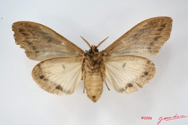 030 Heterocera (FV) Lymantriidae f IMG_1676WTMK.jpg