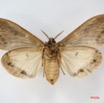 030 Heterocera (FV) Lymantriidae f IMG_1676WTMK.jpg