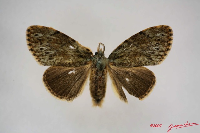031 Heterocera (FD) Lymantriidae f IMG_3898WTMK.jpg