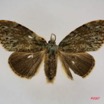 031 Heterocera (FD) Lymantriidae f IMG_3898WTMK.jpg