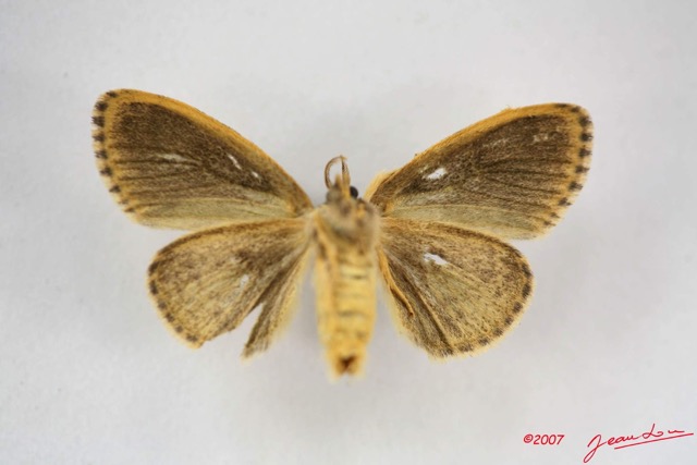 032 Heterocera (FV) Lymantriidae f IMG_3899WTMK.jpg