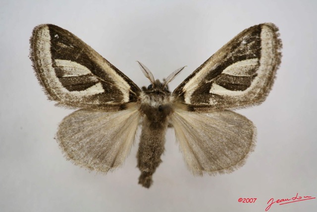 033 Heterocera (FD) Lymantriidae Neomardara sp f IMG_3903WTMK.jpg