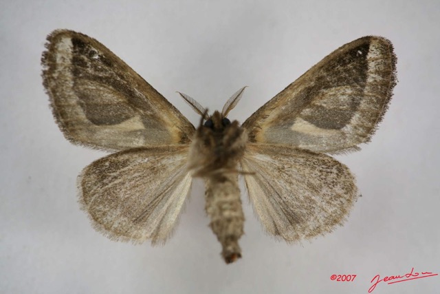 034 Heterocera (FV) Lymantriidae Neomardara sp f IMG_3905WTMK.jpg