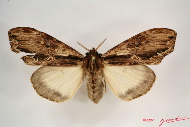 035 Heterocera (FD) Lymantriidae f IMG_4035WTMK.jpg