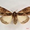 035 Heterocera (FD) Lymantriidae f IMG_4035WTMK.jpg