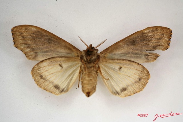 036 Heterocera (FV) Lymantriidae f IMG_4040WTMK.jpg