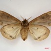 036 Heterocera (FV) Lymantriidae f IMG_4040WTMK.jpg