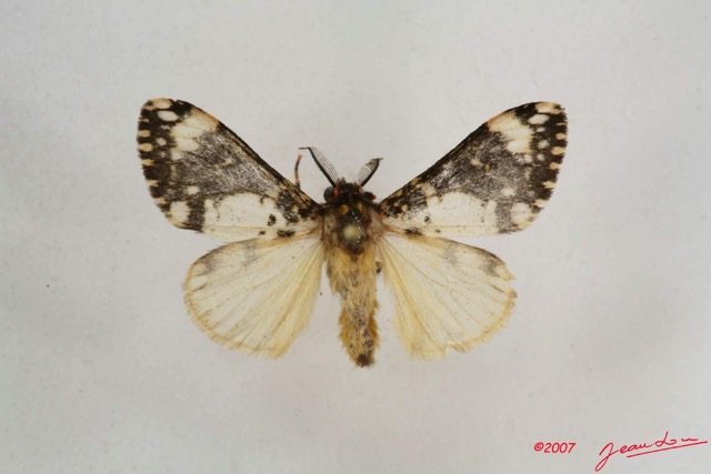 037 Heterocera (FD) Lymantriidae Rhypopteryx m IMG_4196WTMK.jpg