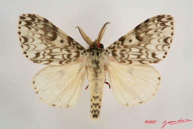 039 Heterocera (FD) Lymantriidae IMG_4228WTMK.jpg