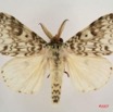 039 Heterocera (FD) Lymantriidae IMG_4228WTMK.jpg