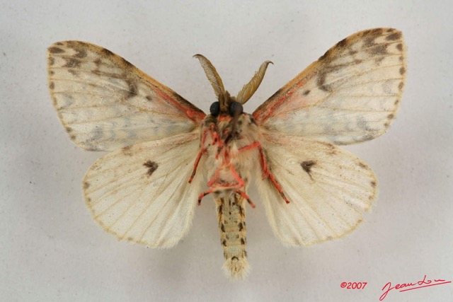 040 Heterocera (FV) Lymantriidae IMG_4230WTMK.jpg