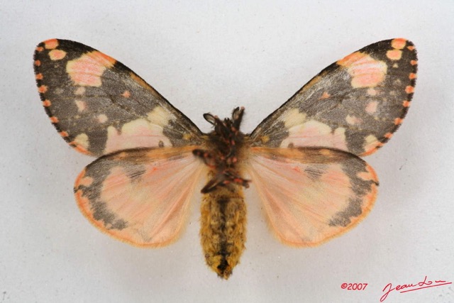 042 Heterocera (FV) Lymantriidae f 7IMG_5759WTMK.jpg