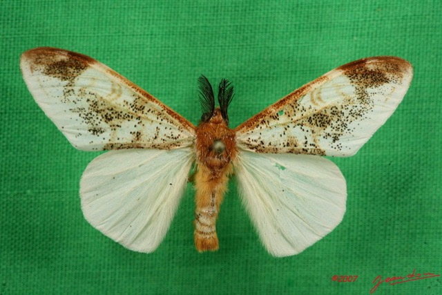 045 Heterocera (FD) Lymantriidae m 7IMG_6538WTMK.jpg