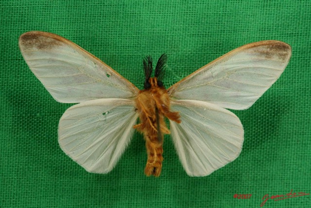 046 Heterocera (FV) Lymantriidae m 7IMG_6543WTMK.jpg