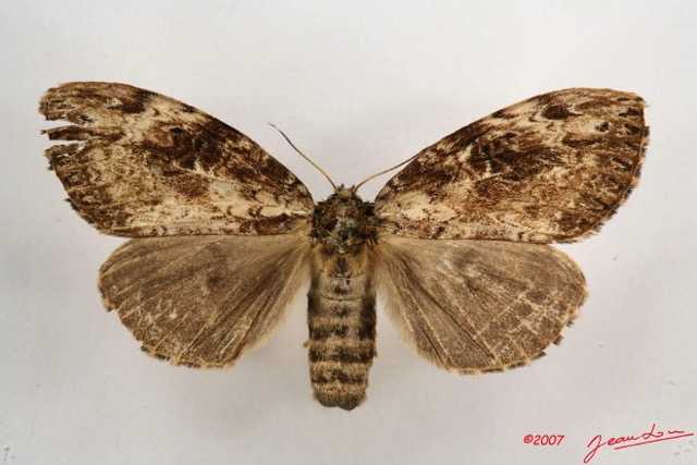 047 Heterocera (FD) Lymantriidae f 7IMG_6591WTMK.jpg