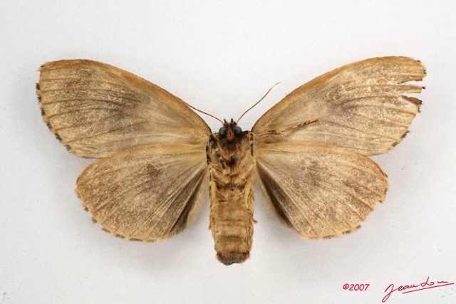 048 Heterocera (FV) Lymantriidae f 7IMG_6594WTMK.jpg