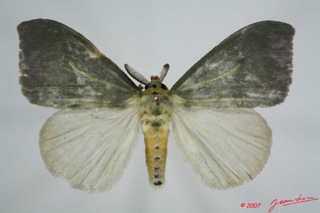 051 Heterocera (FD) Lymantriidae m 7EIMG_0096WTMK.jpg
