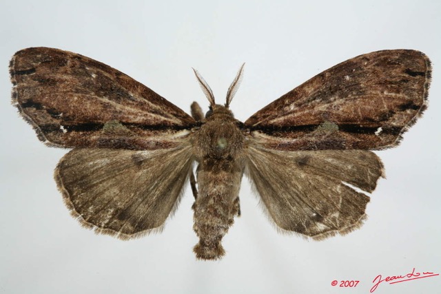 053 Heterocera (FD) Lymantriidae f 7EIMG_0163WTMK.jpg