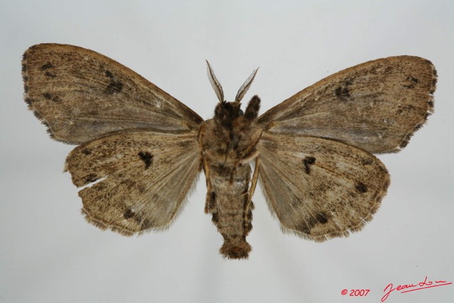 054 Heterocera (FV) Lymantriidae f 7EIMG_0164WTMK.jpg