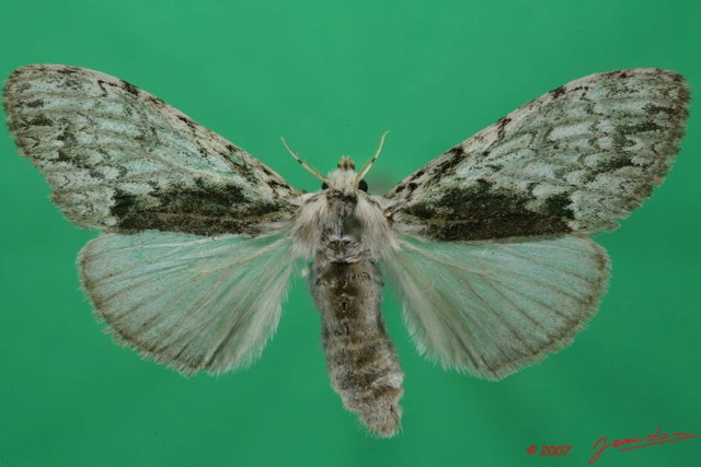 057 Heterocera (FD) Lymantriidae f 7EIMG_2411WTMK.jpg