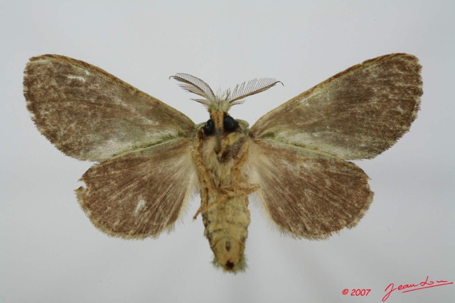 060 Heterocera (FV) Lymantriidae m 7EIMG_2370WTMK.jpg