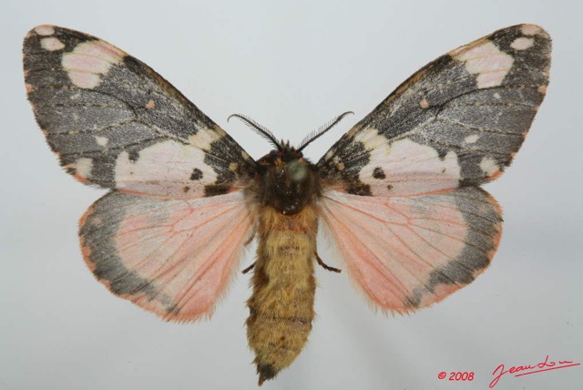 061 Heterocera (FD) Lymantriidae f 8EIMG_15770WTMK.jpg