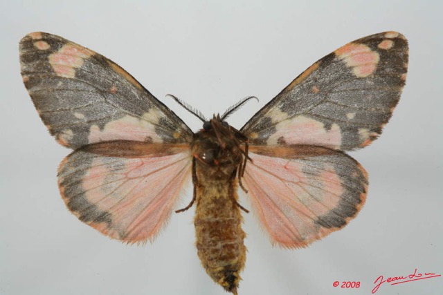 062 Heterocera (FV) Lymantriidae f 8EIMG_15776WTMK.jpg