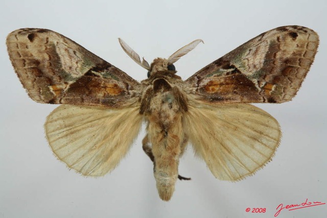 063 Heterocera (FD) Lymantriidae m 8EIMG_15788WTMK.jpg