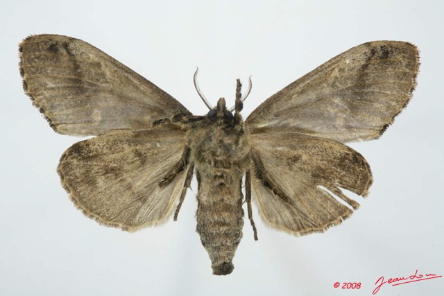 066 Heterocera (FV) Lymantriidae f 8EIMG_15893WTMK.jpg