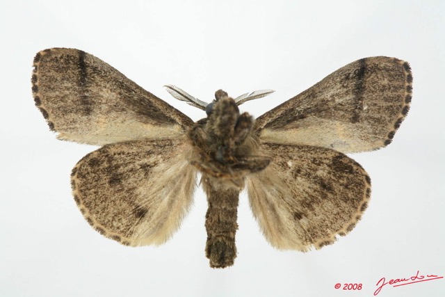 070 Heterocera (FV) Lymantriidae m 8EIMG_20633WTMK.jpg