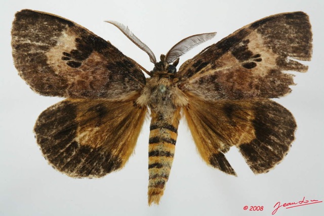 071 Heterocera (FD) Lymantriidae m 8EIMG_20646WTMK.jpg