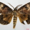 071 Heterocera (FD) Lymantriidae m 8EIMG_20646WTMK.jpg